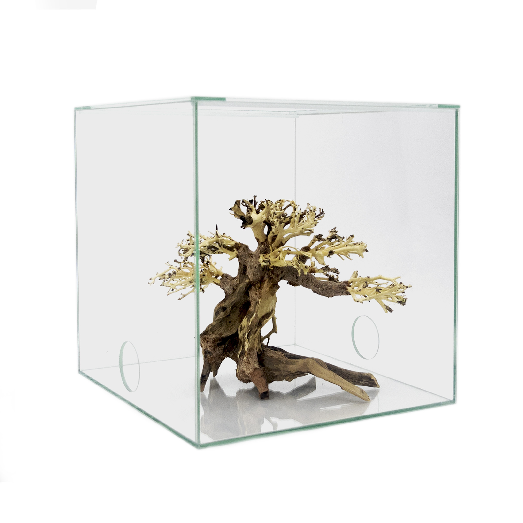bonsai zwergflieder Zwergflieder 'Palibin'™ - Syringa meyeri palibin