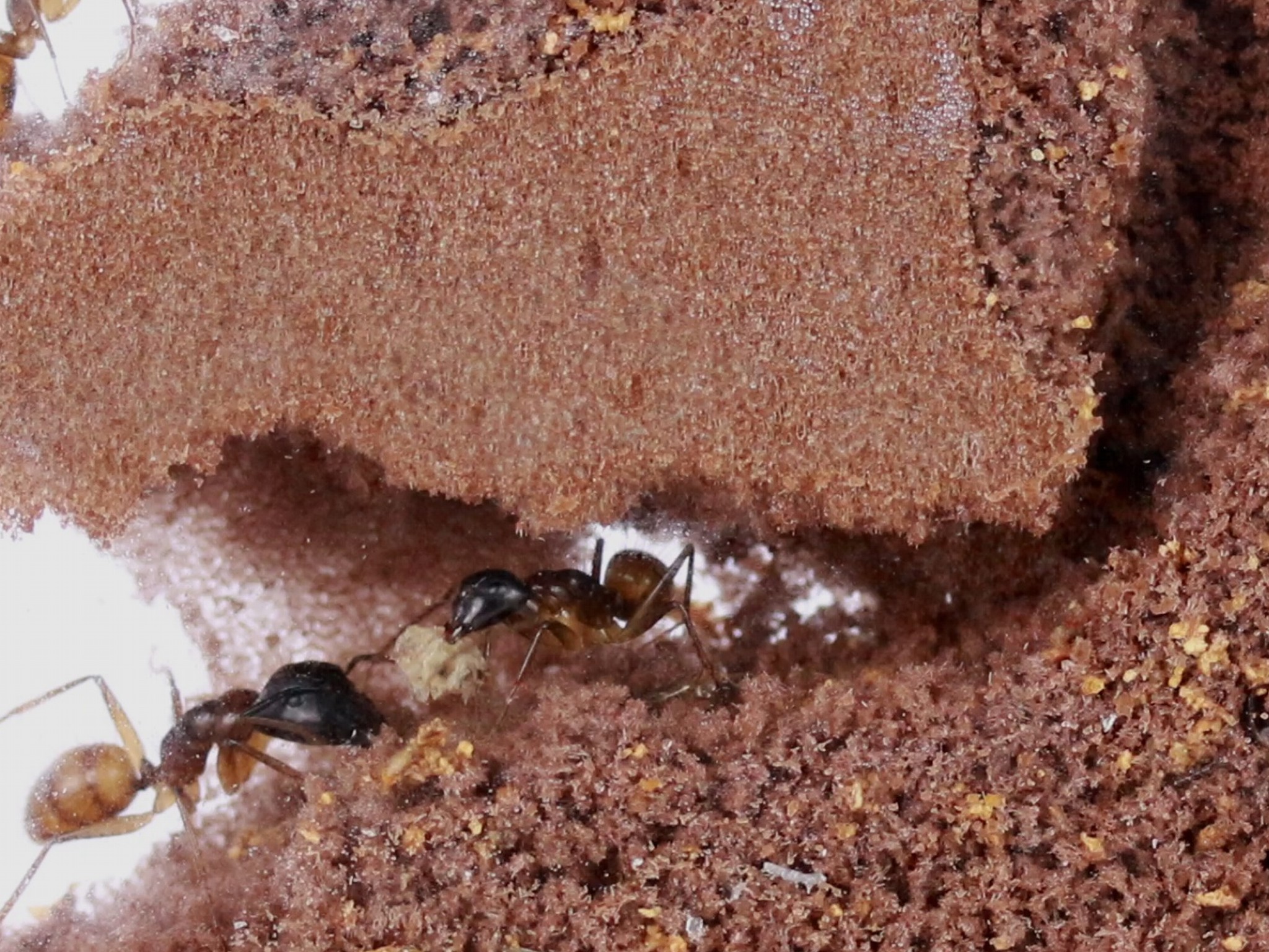 ANTSTORE - Ameisenshop - Ameisen kaufen - ANTCUBE - Rote Folie 40x20 -  selbstklebend