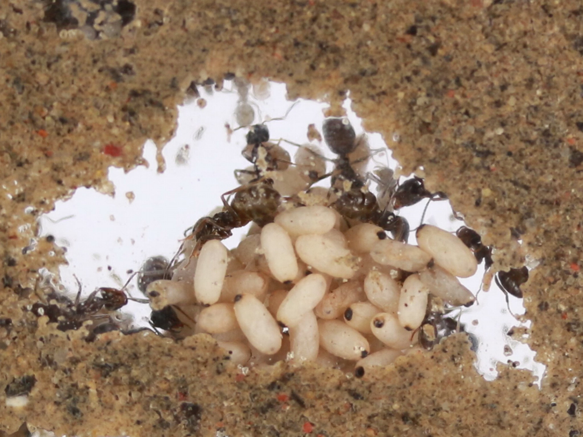 Antstore - Ameisenshop - Ameisen Kaufen - Lasius Niger