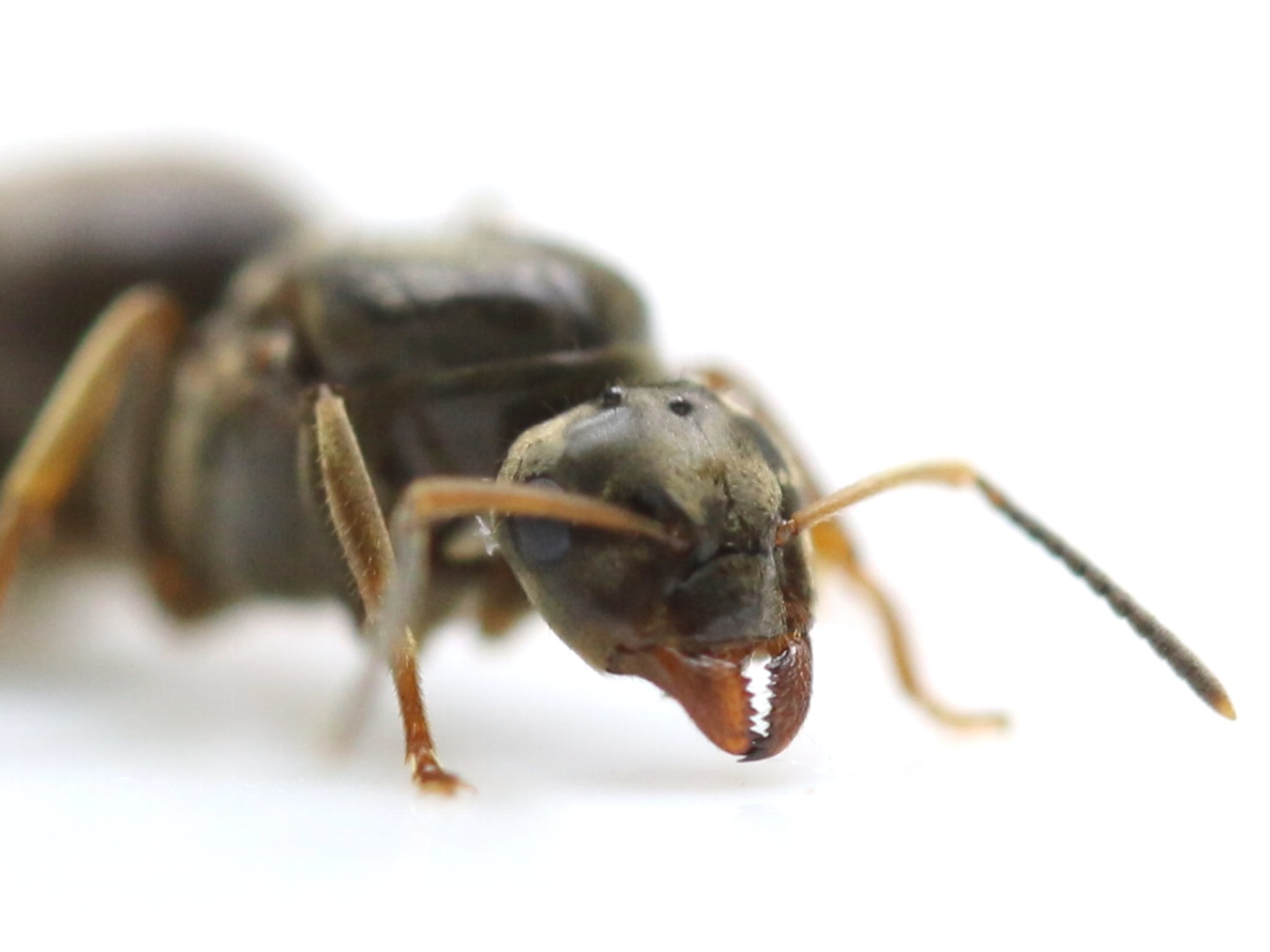 Antstore - Ameisenshop - Ameisen Kaufen - Lasius Niger