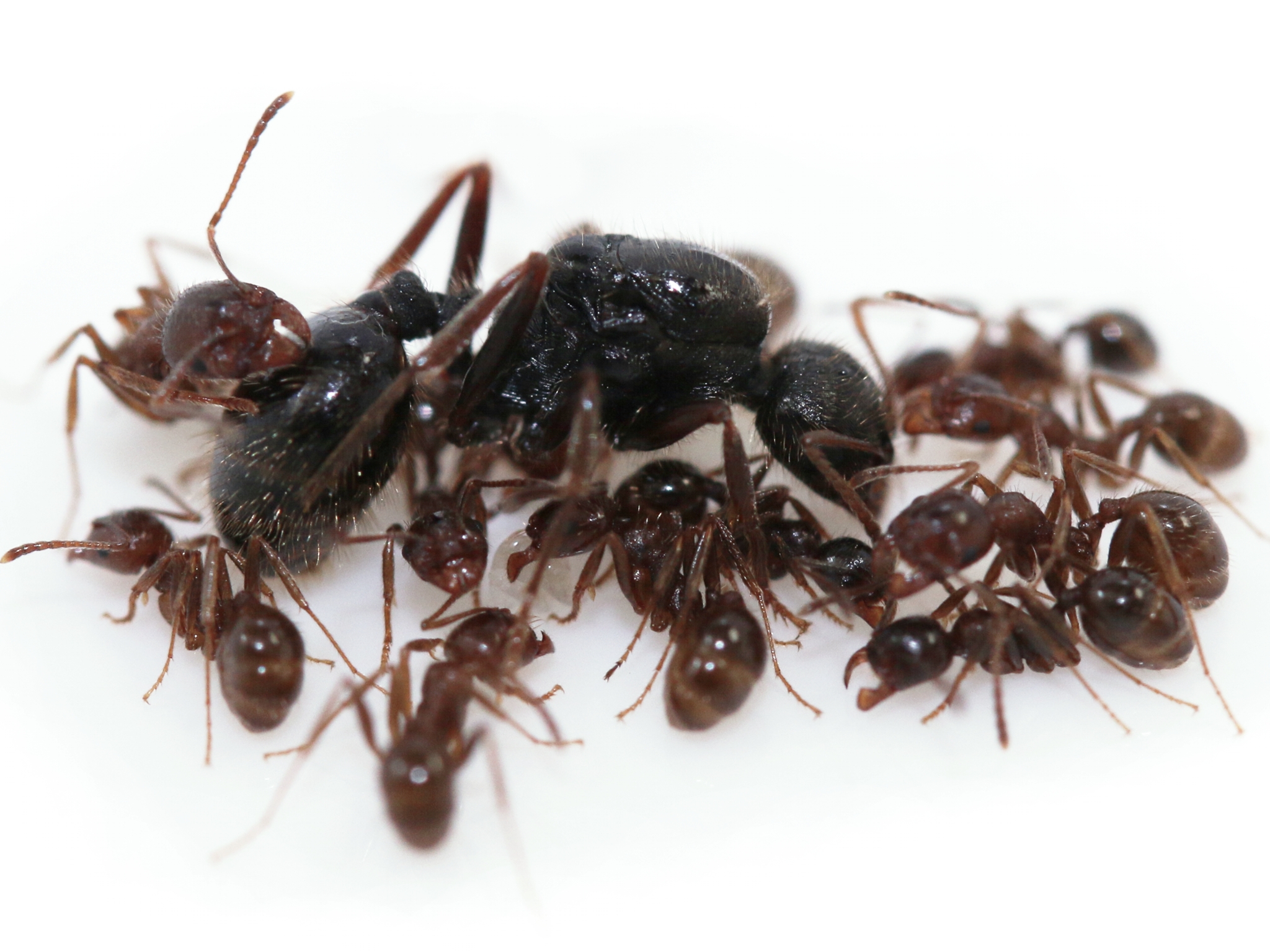 ANTSTORE - Ameisenshop - Ameisen kaufen - Heizmatte 14 W