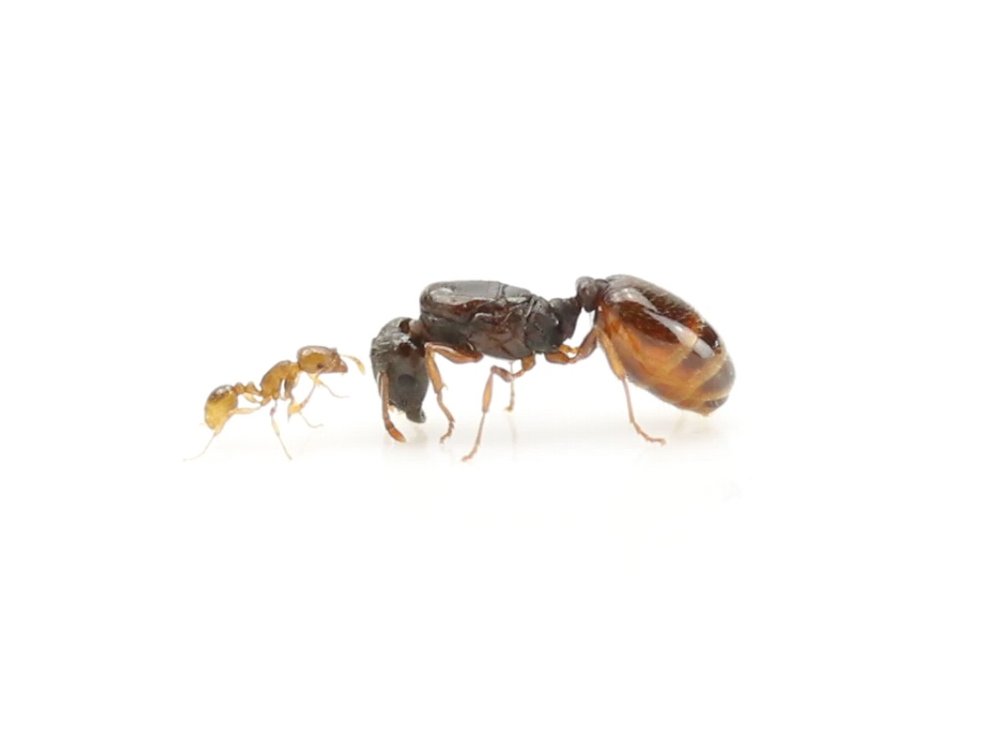 ANTSHOP - Switzerland - Ameisenshop - Ameisen kaufen - Leisten und