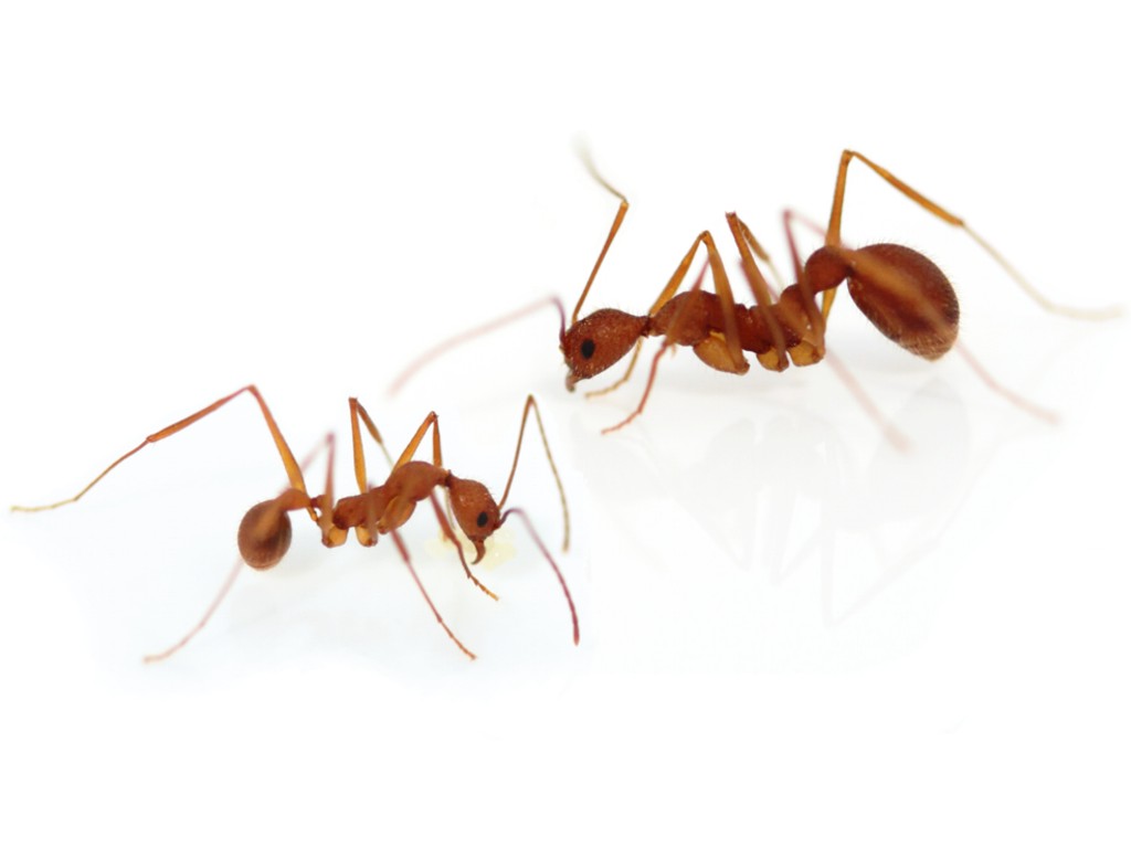 ANTSTORE - Ameisenshop - Ameisen kaufen - Aphaenogaster cf. araneoides