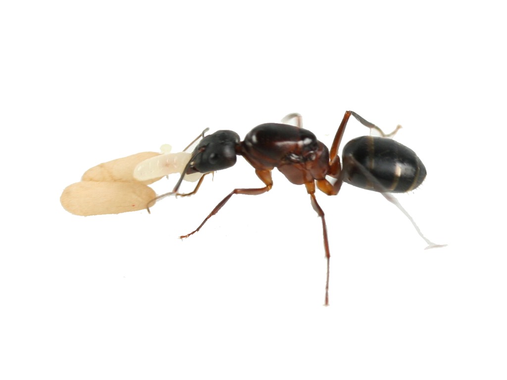 ANTSTORE Ameisen kaufen Camponotus barbaricus