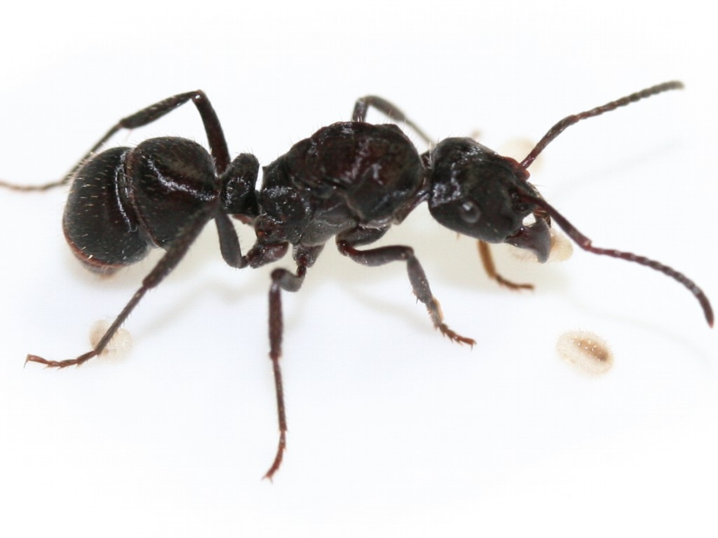 ANTSTORE - Ameisenshop - Ameisen kaufen - Ectatomma cf. brunneum