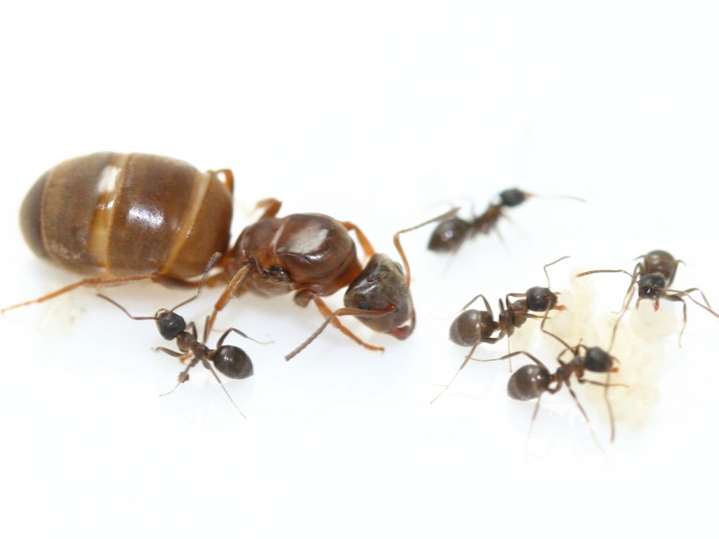 antstore-ameisenshop-ameisen-kaufen-lasius-brunneus