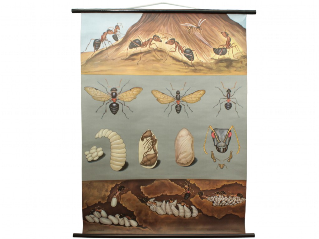 Get Lehrtafel Desktop Wallpaper Free