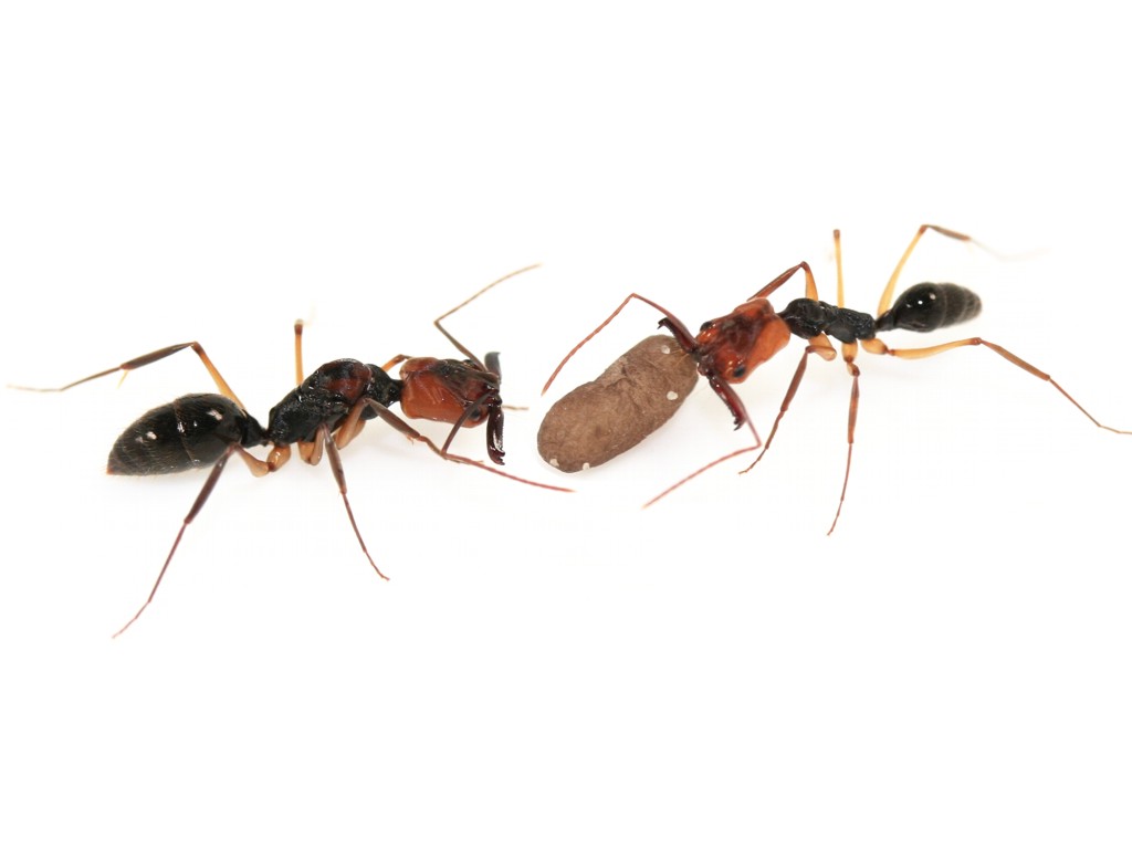 ANTSTORE - Ameisenshop - Ameisen kaufen - Odontomachus erythrocephalus