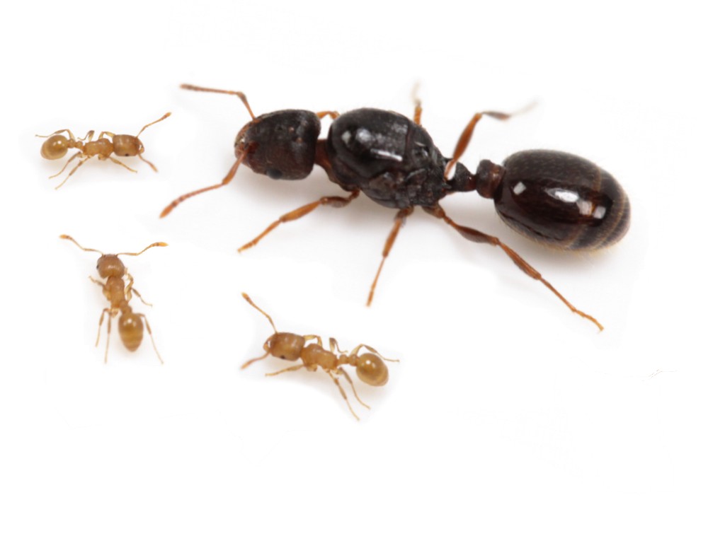ANTSTORE - Ameisenshop - Ameisen kaufen - Tetramorium impurum