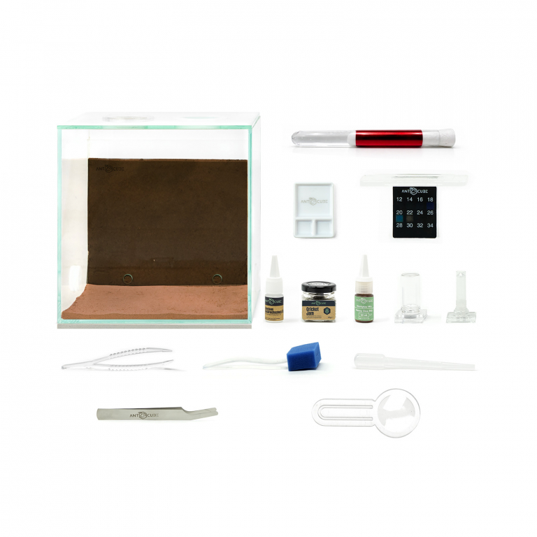 bundle lasius niger start set ameisenfarm ameisenarena