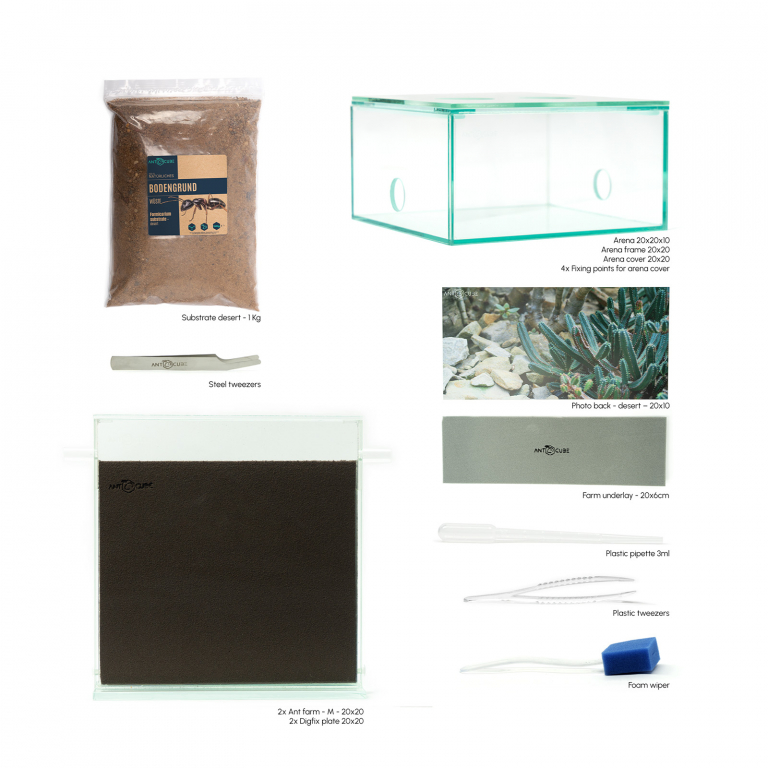 Bundle Offer - Messor barbarus