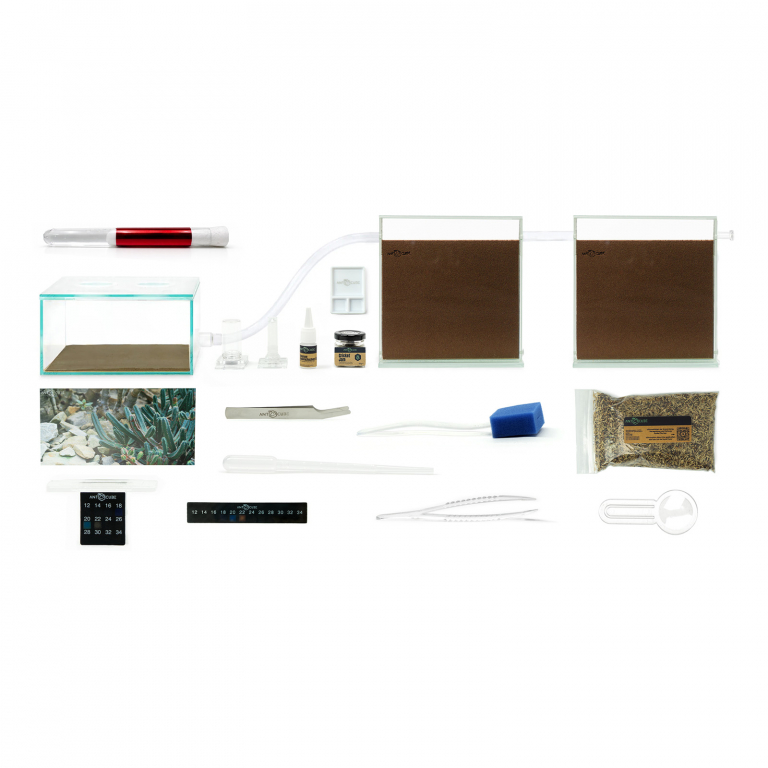 Bundle Offer - Messor barbarus