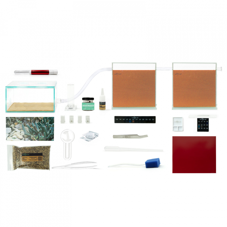 Bundle Offer - Messor arenarius