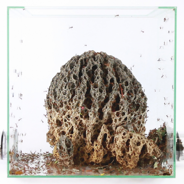 Acromyrmex octospinosus