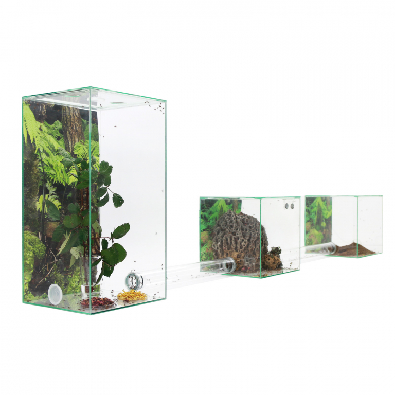 Leafcutter ants - Starter kit for leaf cutting ants - small