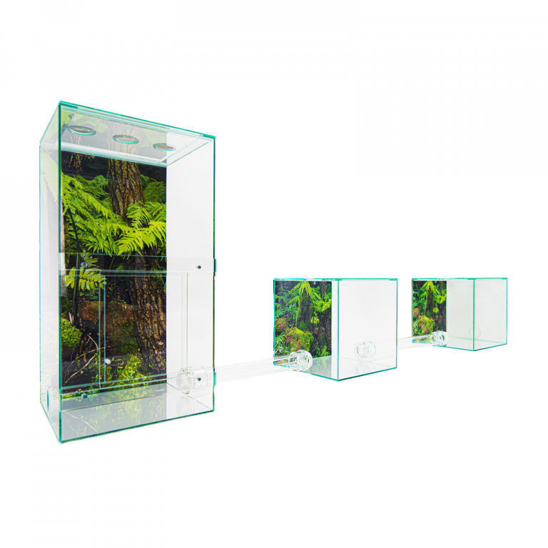 Starter Set für Blattschneiderameisen