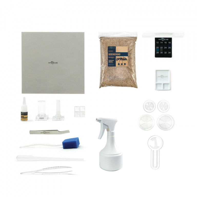 ANTCUBE - Starter Set für Weberameisen - groß
