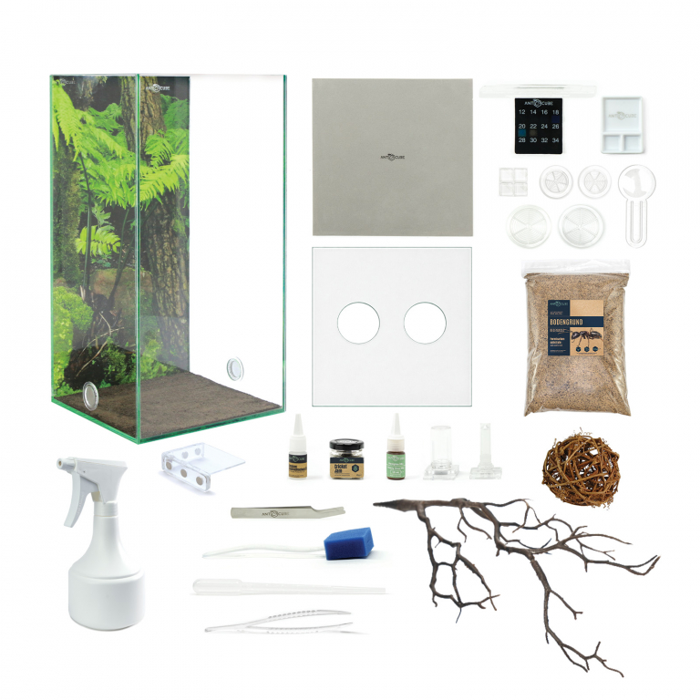 Bundle Offer - Polyrhachis dives