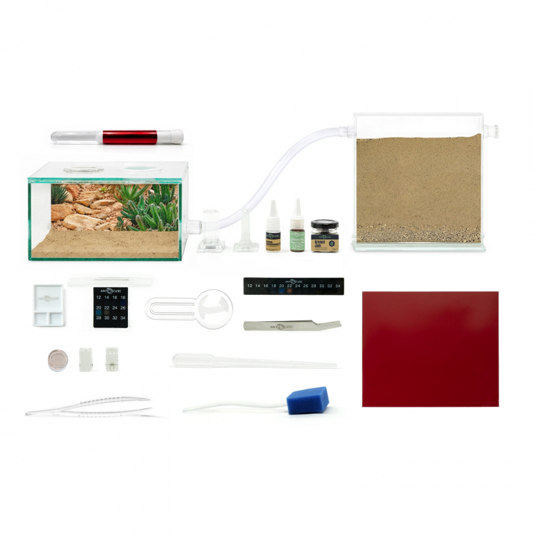 Bundle Offer - Camponotus barbaricus antfarm outworld kit