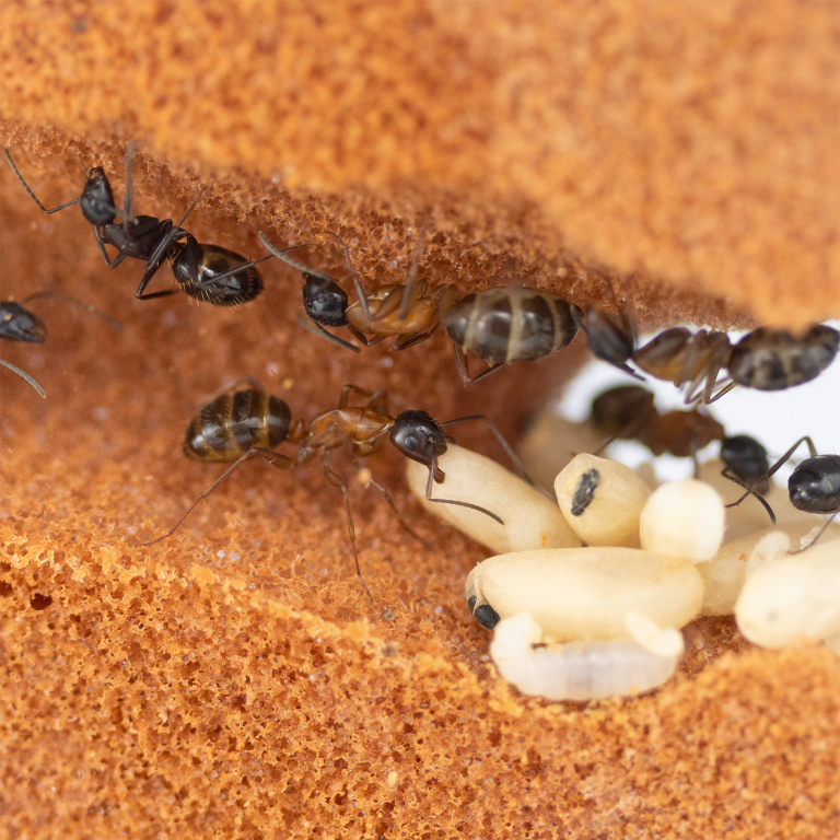 Bundle Offer - Camponotus ligniperdus