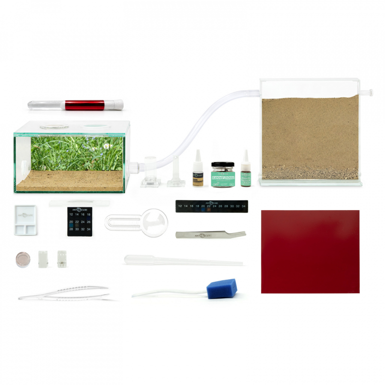 Bundle Offer - Manica rubida