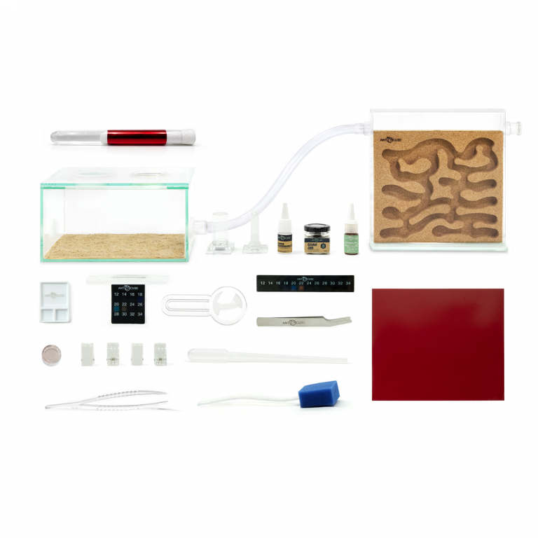 Bundle Offer - Camponotus nicobarensis