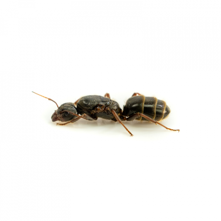 Liometopum microcephalum - Velvet Tree Ant