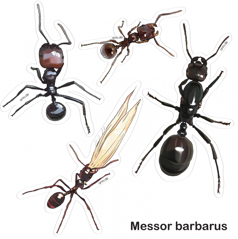 Ameisen Stickerbogen Messor barbarus – Aufkleber Set transparent 15 × 15 cm
