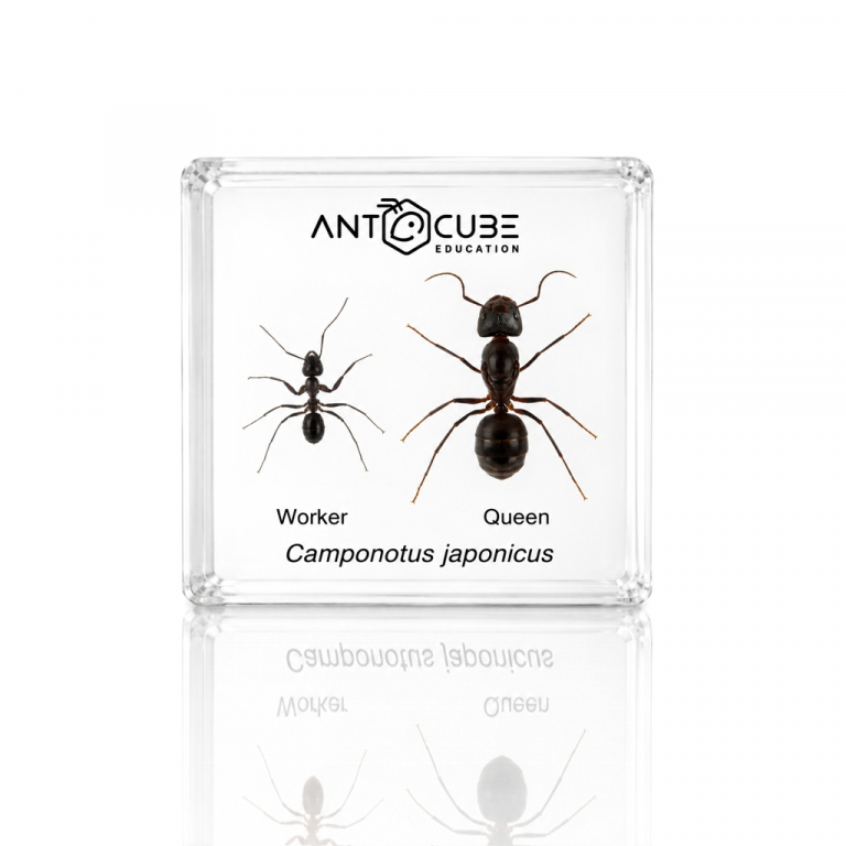 Präparat Camponotus japonicus - Gyne und Arbeiterin