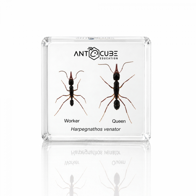 Präparat Harpegnathos venator - Gyne und Arbeiterin