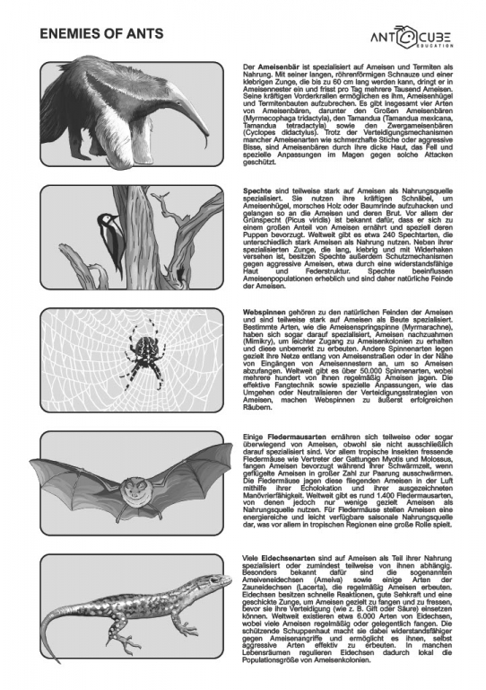 Poster - Enemies of ants - 70x50