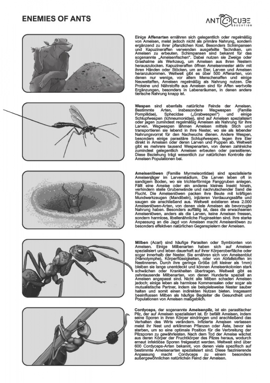 Poster - Enemies of ants - 70x50