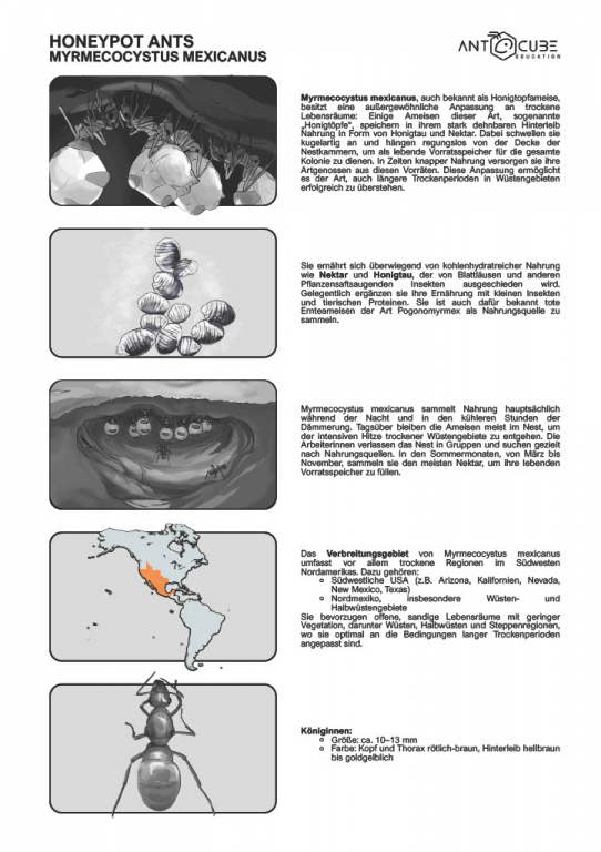 Poster - Honigtopfameisen - Myrmecocystus mexicanus Lebensweise - 100x70