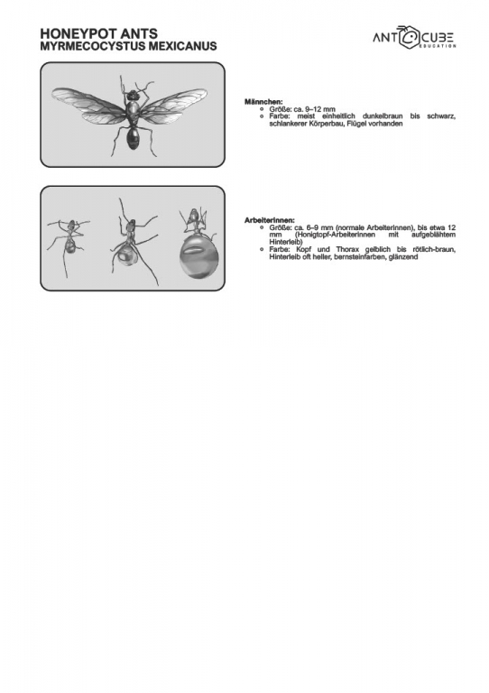 Poster - Honigtopfameisen - Myrmecocystus mexicanus Lebensweise - 100x70