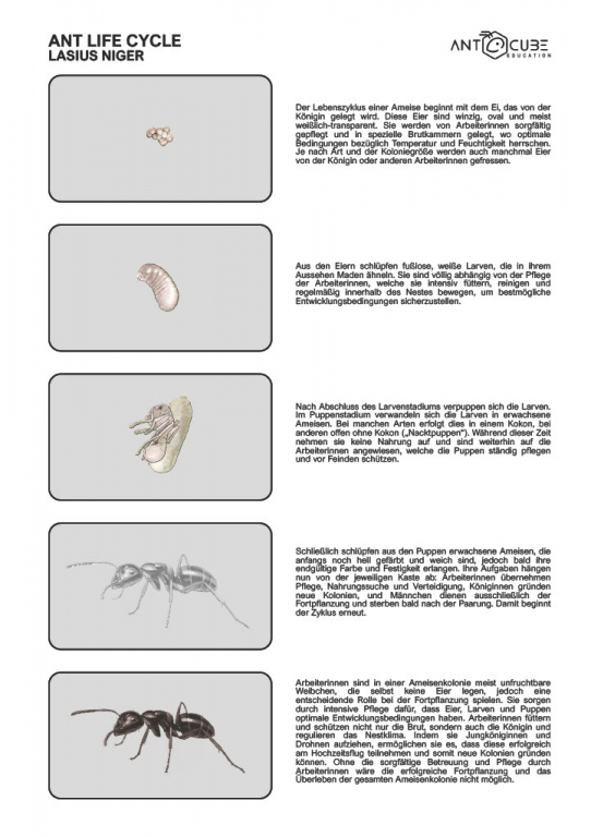 Poster - Ameisen Lebenszyklus - Lasius niger - 50x70