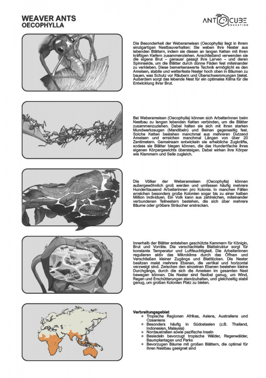Poster - Weberameisen - Oecophylla Lebensweise - 100x70