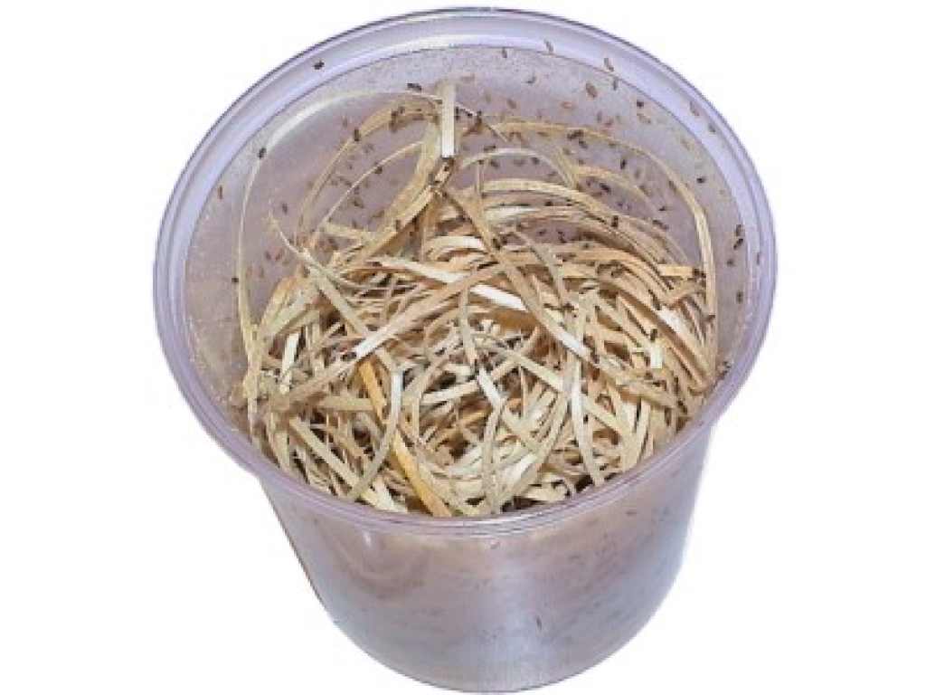 1 Dose Drosophila klein Fruchtfliegen  