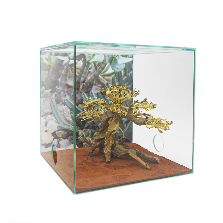ANTSTORE - Ameisenshop - Ameisen kaufen - Bonsai-Tree-Deko