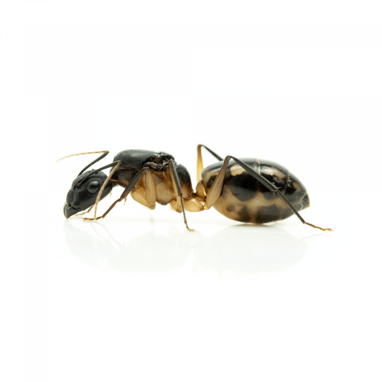 Camponotus maculatus