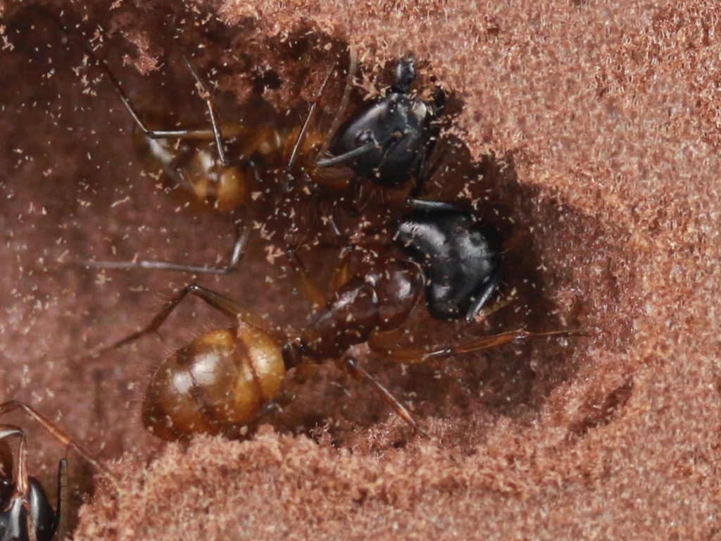 ANTCUBE - Digfix Platte 20x20 - S