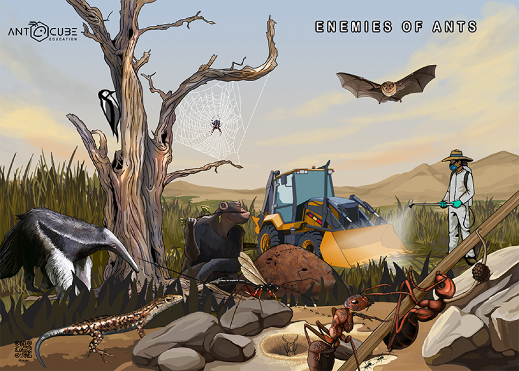 Poster - Enemies of ants - 70x50