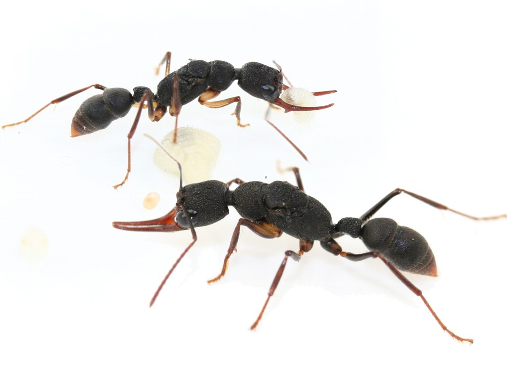 Camponotus singularis Shop Hauptbild