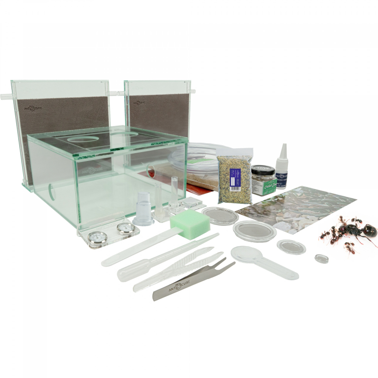 Bundle Offer - Messor barbarus