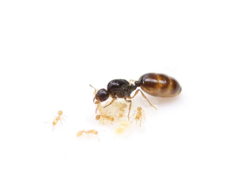 ANTSTORE - Ameisenshop - Ameisen kaufen - Solenopsis fugax