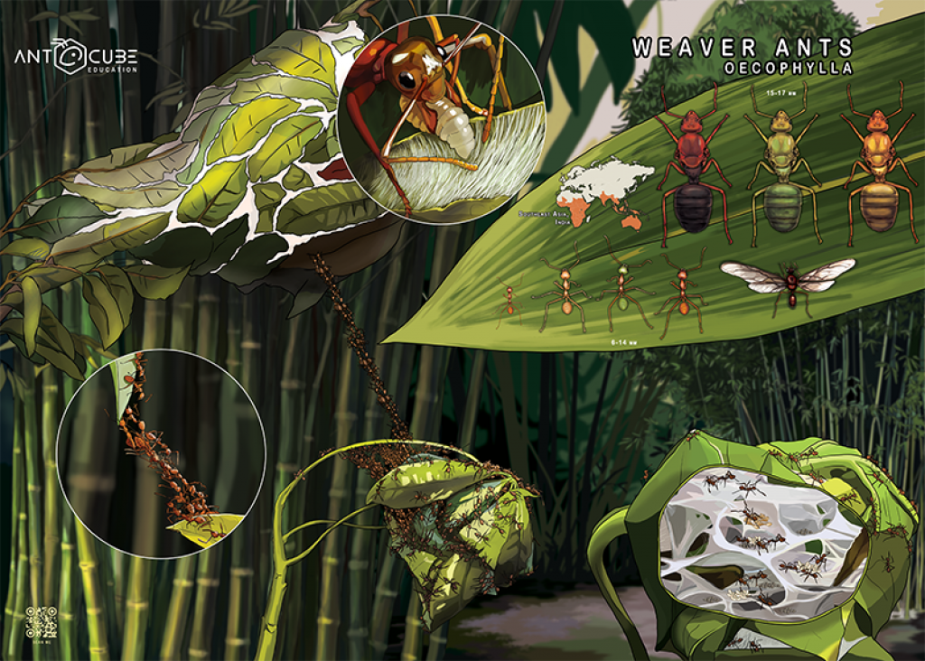 Poster - Weberameisen - Oecophylla Lebensweise - 100x70
