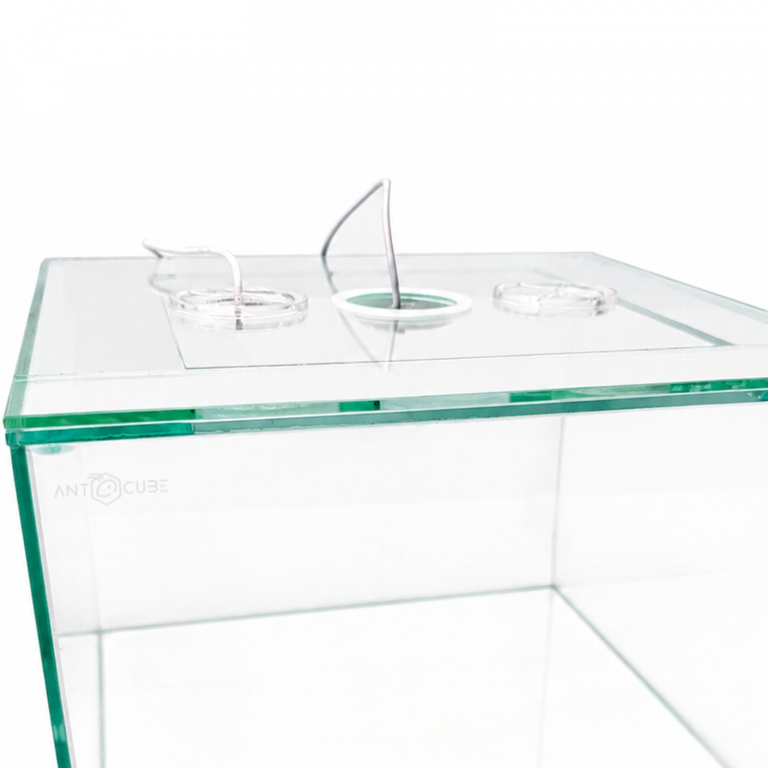 Ant arena covering 20x10