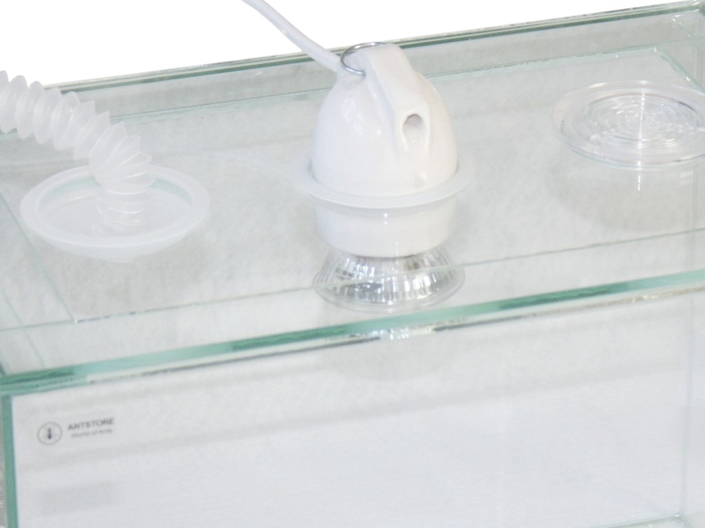 Ant arena covering 60x30