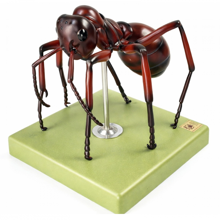 Ants model 1:30 - Formica polyctena - Red Wood Ant