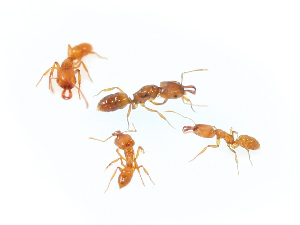 ANTSTORE - Ameisenshop - Ameisen kaufen - Anochetus subcoecus (trap jaw)