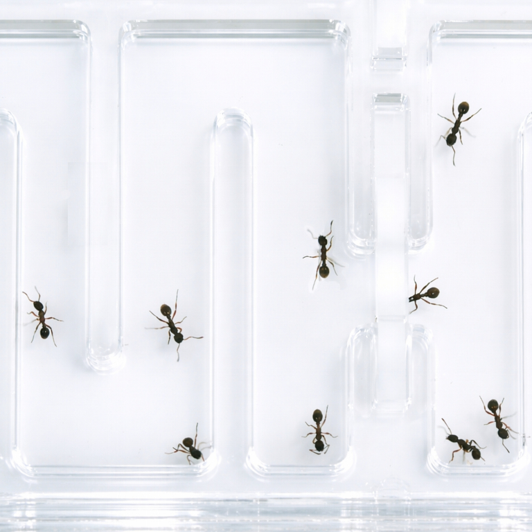 Ant Maze 20x20 - L